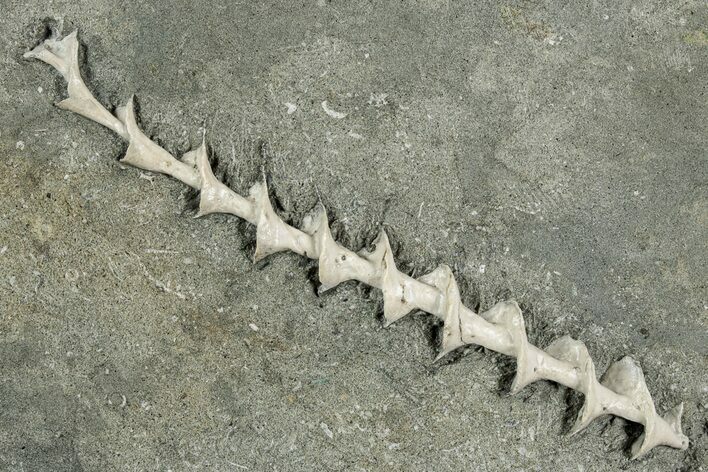 Archimedes Screw Bryozoan Fossil - Illinois #240553